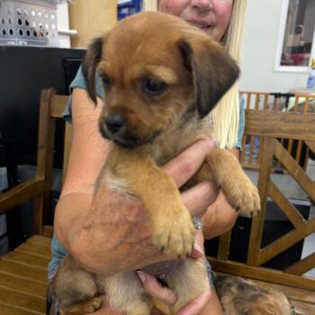 LAYLA -  Maltese and Pug Dog for Adoption in Richmond, California - LAYLA | PetCurious