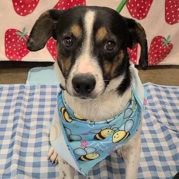 Ravioli -  Mixed Breed Dog for Adoption in Woolwich, Maine - Ravioli | PetCurious