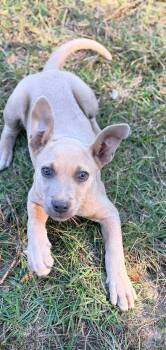 FINLEY -  Pit Bull Terrier Dog for Adoption in Fosters, Alabama - FINLEY | PetCurious