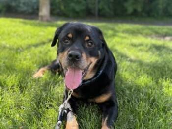 Mason -  Rottweiler and Mixed Breed Dog for Adoption in Golden Valley, Minnesota - Mason | PetCurious