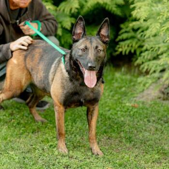 Checkers -  Belgian Shepherd Malinois Dog for Adoption in Chester Springs, Pennsylvania - Checkers | PetCurious