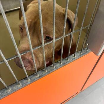 Komodo -  Mixed Breed Dog for Adoption in Philadelphia, Pennsylvania - Komodo | PetCurious