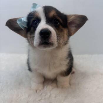 Pembroke Welsh Corgi Dogs Available for Adoption in Wrightstown, New Jersey - Honey Bunz  | PetCurious