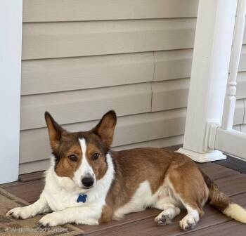 Shy -  Corgi and Australian Cattle Dog Blue Heeler Dog for Adoption in East Sparta, Ohio - Shy | PetCurious