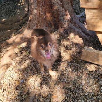 Bianca -  Chihuahua Dog for Adoption in Duncan, Oklahoma - Bianca | PetCurious