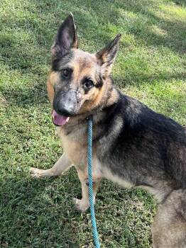 Ingrid -  German Shepherd Dog Dog for Adoption in Ashland, Virginia - Ingrid | PetCurious