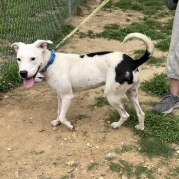 Joy -  Pit Bull Terrier Dog for Adoption in Crystal Lake, Illinois - Joy | PetCurious