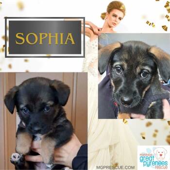 Corgi and Shepherd Dogs Available for Adoption - Sophia | PetCurious