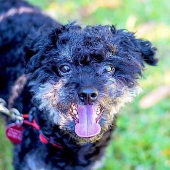 Rescue Poodle Dogs for Adoption in Baton Rouge, Louisiana - Ruffles | PetCurious