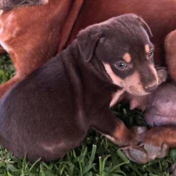 Fleetwood -  Mixed Breed Dog for Adoption in Tupelo, Mississippi - Fleetwood | PetCurious