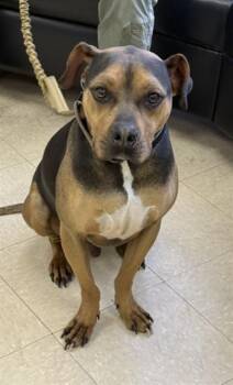 Pit Bull Terrier and Mixed Breed Dogs Available for Adoption in Killeen, Texas - DOG | PetCurious