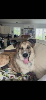 Jessie -  Australian Shepherd Dog for Adoption in Brunswick, Maine - Jessie | PetCurious