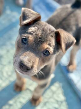 Australian Cattle Dog Blue Heeler Dogs Available for Adoption - Bennu | PetCurious