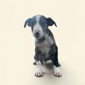 Mixed Breed Dogs Available for Adoption in Elyria, Ohio - Popcorn | PetCurious