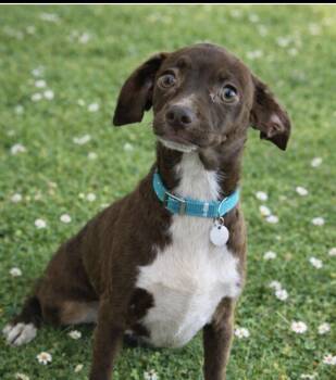 Chihuahua and Pug Dogs Available for Adoption in Scottsdale, Arizona - Ren- Coming Soon | PetCurious