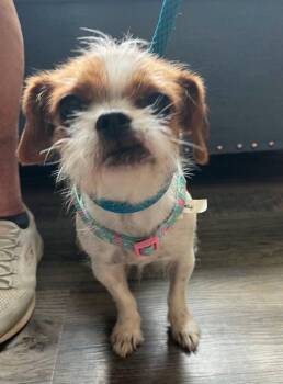 Matilda * Adopt or Foster* -  Terrier Dog for Adoption in Fairfax, Virginia - Matilda * Adopt Or Foster* | PetCurious