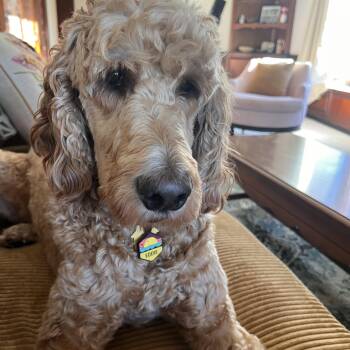 Eddie CM 6/21 -  Goldendoodle and Irish Setter Dog for Adoption - Eddie CM 6/21 | PetCurious