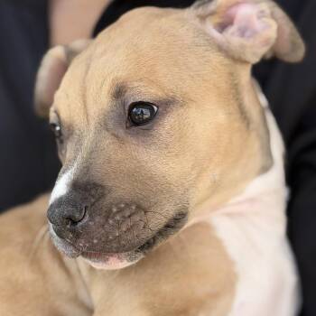 Maple -  Pit Bull Terrier Dog for Adoption in Krum, Texas - Maple | PetCurious