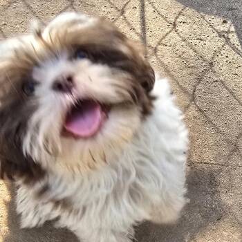 Shih Tzu Dogs Available for Adoption in Athens, Alabama - Aspen | PetCurious