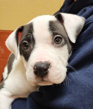 Bulldog Dogs Available for Adoption - Mtn. Chew | PetCurious