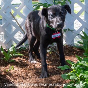 Labrador Retriever Dogs Available for Adoption in Wake Forest, North Carolina - Silhouette | PetCurious