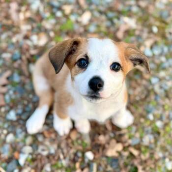Mixed Breed Dogs Available for Adoption in Fredericksburg, Virginia - Squidward | PetCurious