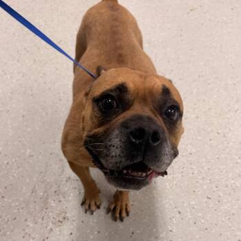 Moon -  American Bulldog and Mixed Breed Dog for Adoption in Indianapolis, Indiana - Moon | PetCurious