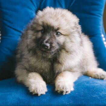 Keeshond Dogs Available for Adoption - McKay | PetCurious