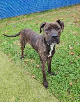 Rescue Terrier Dogs for Adoption in Wooster, Ohio - Dak | PetCurious