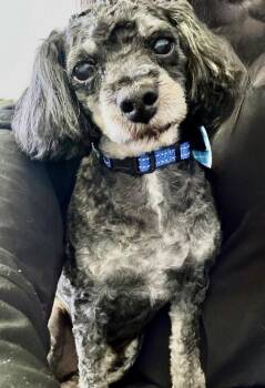 Poodle Dogs Available for Adoption in Omaha, Nebraska - Boots | PetCurious