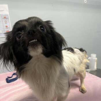 Bunny -  Pekingese Dog for Adoption in Franklin, North Carolina - Bunny | PetCurious