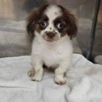 CT Coconut -  Pekingese and Maltese Dog for Adoption in Eastford, Connecticut - CT Coconut | PetCurious