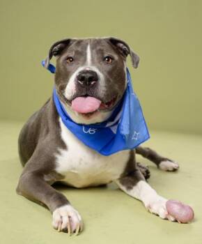 Smokey -  Pit Bull Terrier and Mixed Breed Dog for Adoption in Atlanta, Georgia - Smokey | PetCurious
