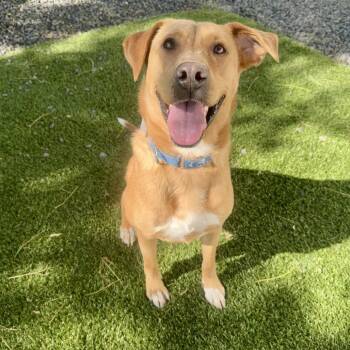 SRIRACHA -  Mixed Breed Dog for Adoption in Cranston, Rhode Island - SRIRACHA | PetCurious