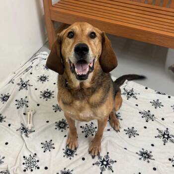 Dixie Bell -  Hound and Mixed Breed Dog for Adoption in Milan, Illinois - Dixie Bell | PetCurious