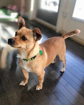 Chihuahua and Jack Russell Terrier Dogs Available for Adoption - Brisa | PetCurious