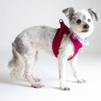 Oreo 14186 -  Terrier Dog for Adoption in San Francisco, California - Oreo 14186 | PetCurious