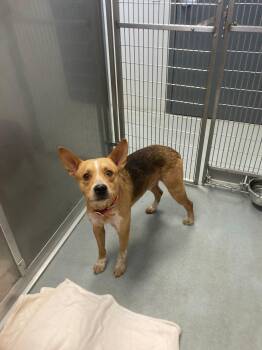 Rescue Australian Cattle Dog Blue Heeler Dogs for Adoption in Jefferson, Iowa - Jack | PetCurious