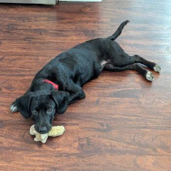 Doralee -  Black Labrador Retriever and Mixed Breed Dog for Adoption in Raleigh, North Carolina - Doralee | PetCurious
