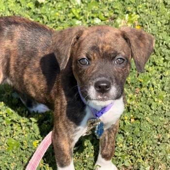 Plott Hound Dogs Available for Adoption - Clover | PetCurious