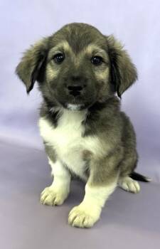 Rescue Pomeranian and Great Pyrenees Dogs for Adoption in Morton Grove, Illinois - Rolls | PetCurious