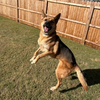 Rescue German Shepherd Dog Dogs for Adoption in Tulsa, Oklahoma - Robyn | PetCurious