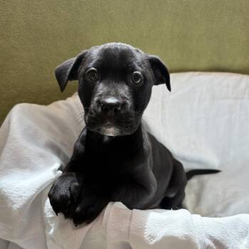 Cleveland -  Pit Bull Terrier and Mixed Breed Dog for Adoption in Chatham, Virginia - Cleveland | PetCurious