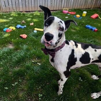 Mattie -  Great Dane Dog for Adoption in Tehachapi, California - Mattie | PetCurious
