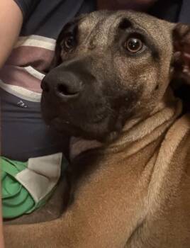 Percy #2 -  Black Mouth Cur and German Shepherd Dog Dog for Adoption in Denver, Colorado - Percy #2 | PetCurious