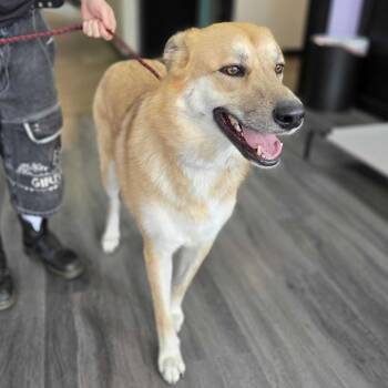 Anatolian Shepherd Dogs Available for Adoption in Louisville, Kentucky - Sol | PetCurious