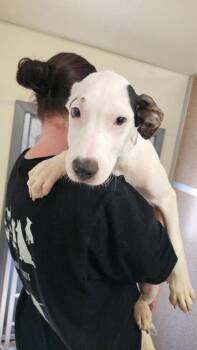 Rodger -  Terrier and Mixed Breed Dog for Adoption in East Brookfield, Massachusetts - Rodger | PetCurious