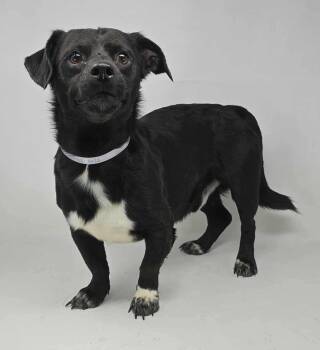 Rescue Chihuahua and Dachshund Dogs for Adoption in New York, New York - Coffee Buzz | PetCurious