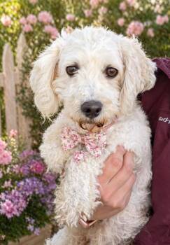 Bichon Frise Dogs Available for Adoption in Malvern, Pennsylvania - Nancy | PetCurious