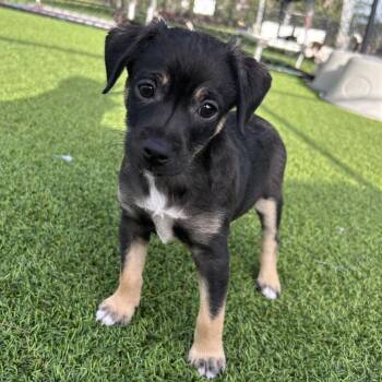 Simon -  Mixed Breed Dog for Adoption in Jupiter, Florida - Simon | PetCurious